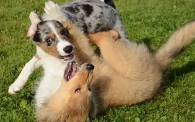 Hüftgelenksdysplasie (HD) bei Hunden