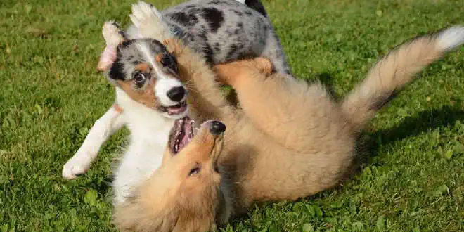 Hüftgelenksdysplasie (HD) bei Hunden