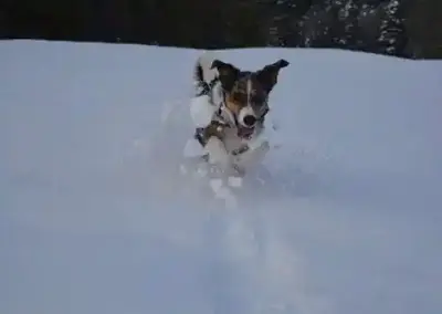 Lucky im Schnee
