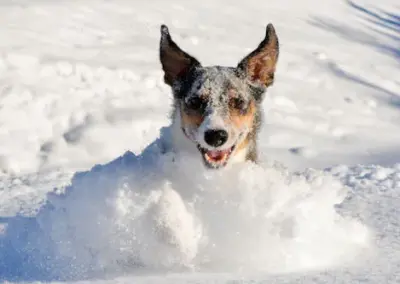 Lucky mag Schnee