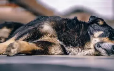 MDR1-Defekt beim Hund
