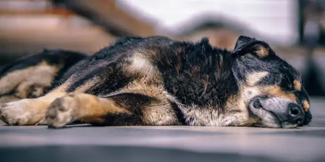 MDR1-Defekt beim Hund
