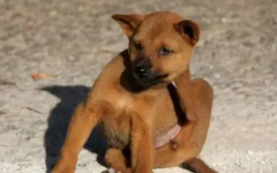 Mein Hund kratzt sich ständig – was hilft bei Juckreiz?