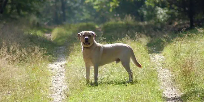 Milzriss beim Hund