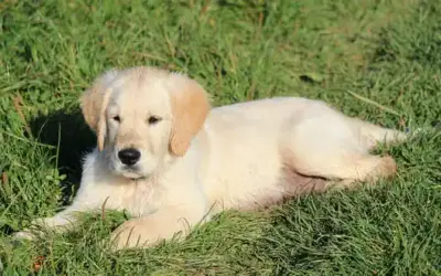 Milztorsion (Milzdrehung) beim Hund