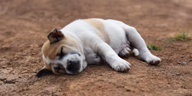 Morbus Cushing beim Hund