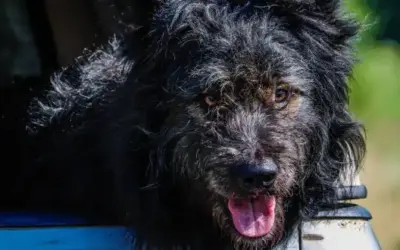 Mudi » Rassebeschreibung des Hundes