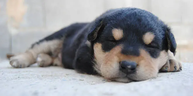 Myokarditis (Herzmuskelentzündung) beim Hund
