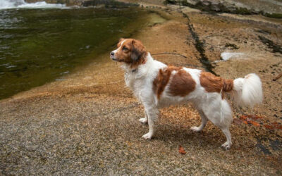 Nederlandse Kooikerhondje