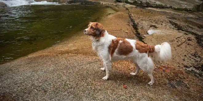 Nederlandse Kooikerhondje