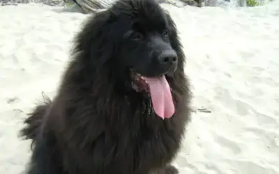 Neufundländer » Rassebeschreibung