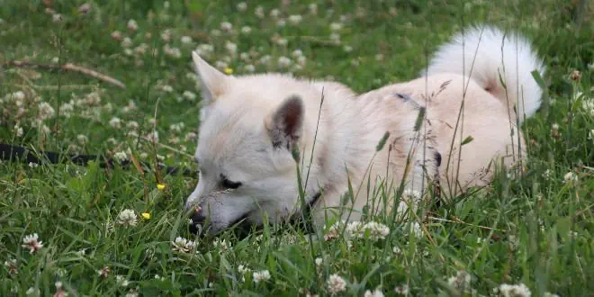 Norwegischer Buhund