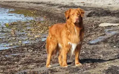 Nova Scotia Duck Tolling Retriever (Toller)