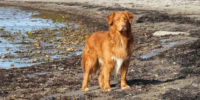 Nova Scotia Duck Tolling Retriever (Toller)