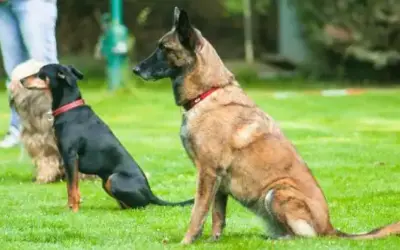 Obedience für Hunde