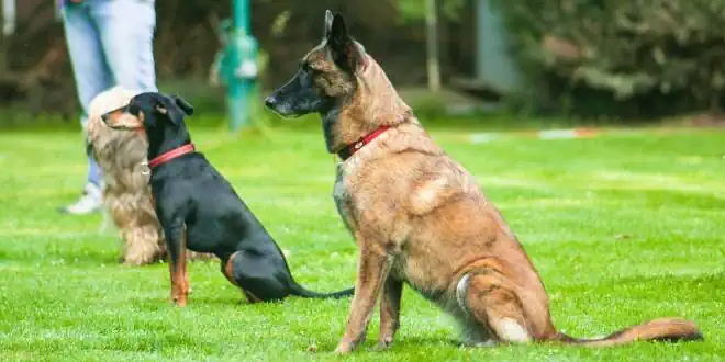 Obedience für Hunde