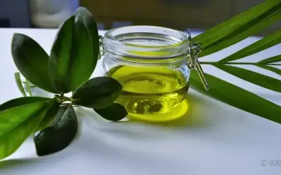 Welches Öl ist gesund für den Hund?