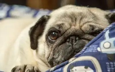 Orthopädisches Hundebett für die Gesundheit Ihres Hundes