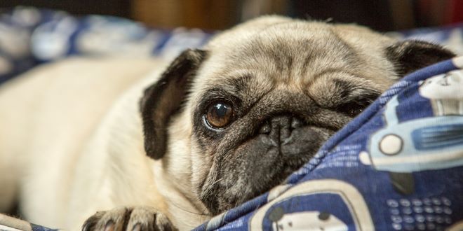 Orthopädisches Hundebett für die Gesundheit Ihres Hundes