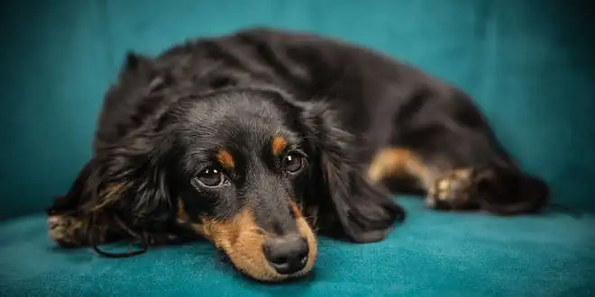 Osteochondrose dissecans (OCD) bei Hunden