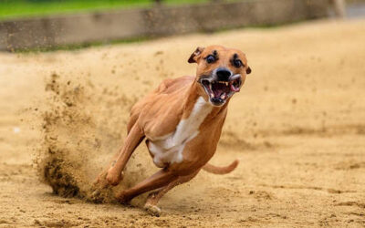 Panostitis beim Hund