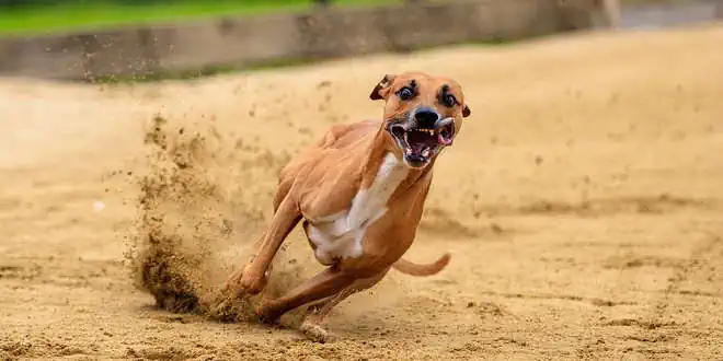 Panostitis beim Hund