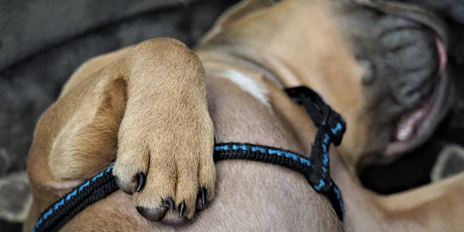 Pfotenschutz für Hunde – warum Balsam und Hundeschuhe wichtig sind