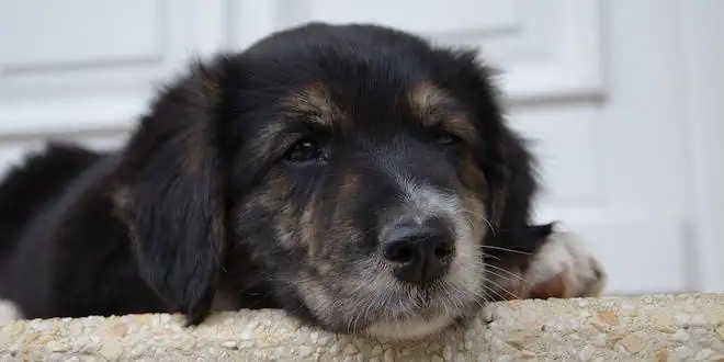 Pulmonalstenose (PS) beim Hund