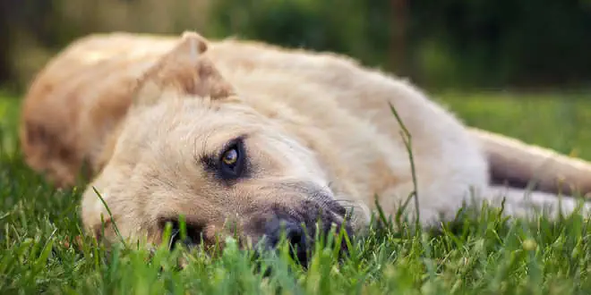 Pyometra (Gebärmutter-Vereiterung) bei Hunden