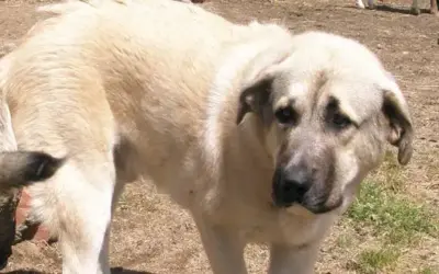 Rafeiro do Alentejo » Rassebeschreibung