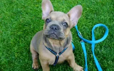 Recht rund um Hunde » was jeder Hundehalter wissen sollte