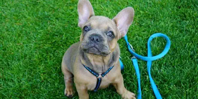 Recht rund um Hunde » was jeder Hundehalter wissen sollte