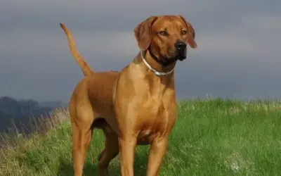 Rhodesian Ridgeback » Rassebeschreibung