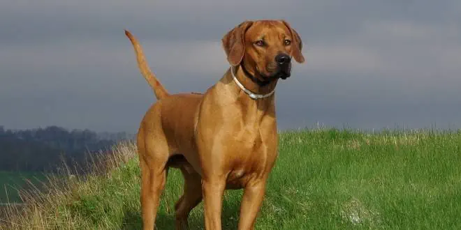 Rhodesian Ridgeback » Rassebeschreibung