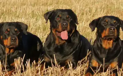 Rottweiler