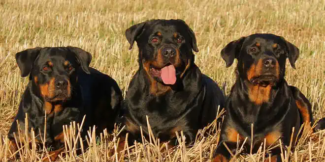 Rottweiler Rottweiler