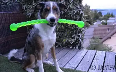 Der Safestix von Kong zum Apportieren