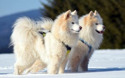 Samojede » Rassebeschrei­bung der Hunde