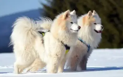 Samojede » Rassebeschreibung der Hunde