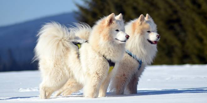 Samojede » Rassebeschrei­bung der Hunde