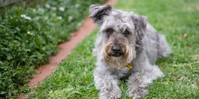 Schnoodle: Rassebeschreibung der Kreuzung zwischen Schnauzer und Pudel