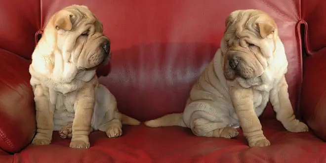 Shar Pei » Rassebeschreibung des Hundes aus China