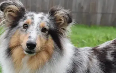 Sheltie – Shetland Sheepdog