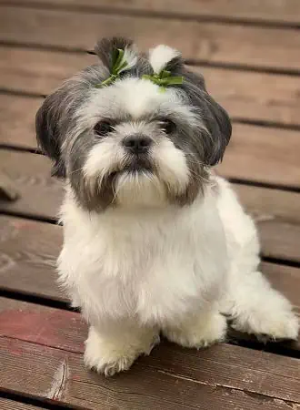 Shih Tzu Hündin