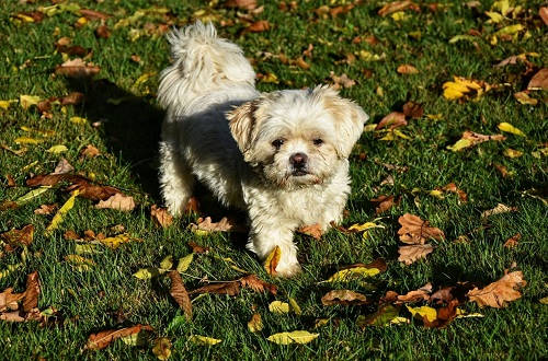 Shi Tzu Hund im Park