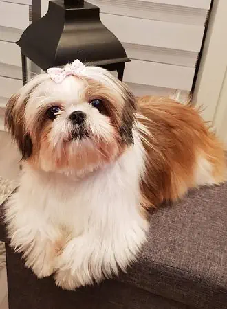 Shi Tzu - Hunderasse aus Tibet