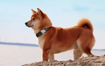 Shiba » Rassebeschreibung