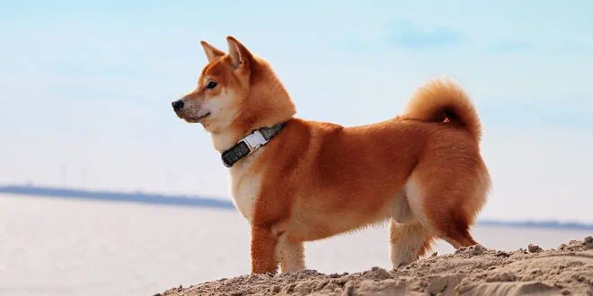 Shiba » Rassebeschreibung