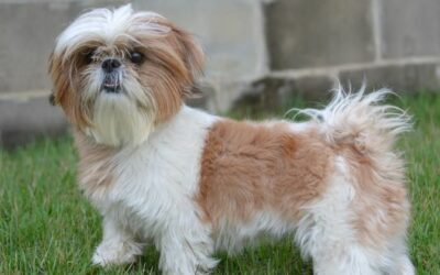 Shih Tzu » Rassebeschrei­bung