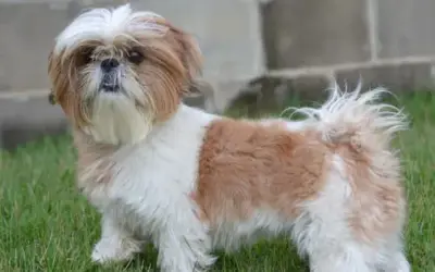 Shih Tzu » Rassebeschreibung